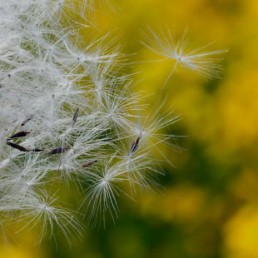 Allergien behandeln in Wiesbaden, Pollen, Atemwege, Haut beim HNO, Salia Osman