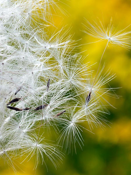 Pollen Allergie behandeln in Wiesbaden, Sensibilisierung HNO Dr. Osman